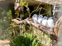 Sydney’s Wildest Family Day Out – Unforgettable Moments at Featherdale!