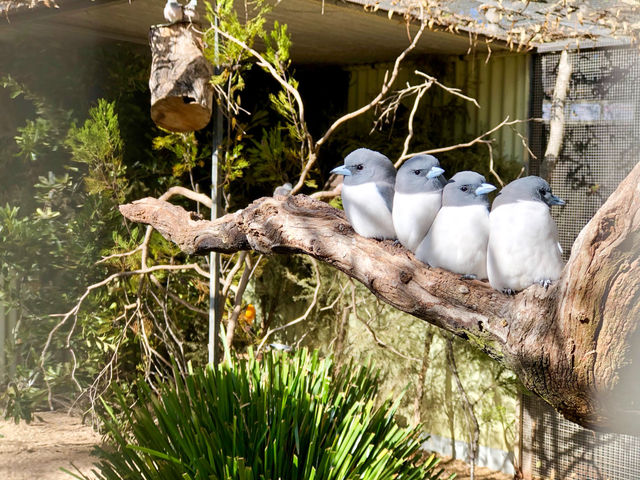 Sydney’s Wildest Family Day Out – Unforgettable Moments at Featherdale!