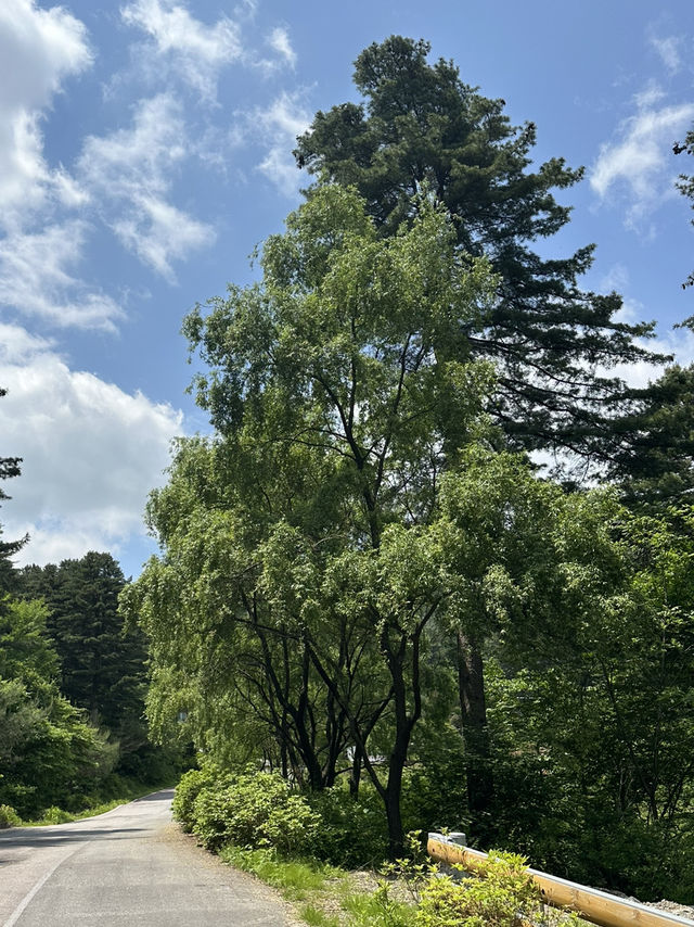 🧘‍♂️자연과 함께 심호흡하기 좋은 🌳 가평 자연 휴양림 봄여행지 추천 🌼