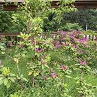 端午連假 🌿 就來阿里山賞杜鵑花、走進森林洗肺吧！