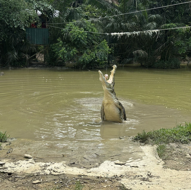 Lets Watch Croc’s Bite! 🐊