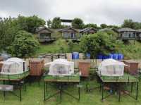 ที่พักและคาเฟ่ ภูวิน phuwin cafe กลางแม่ริม