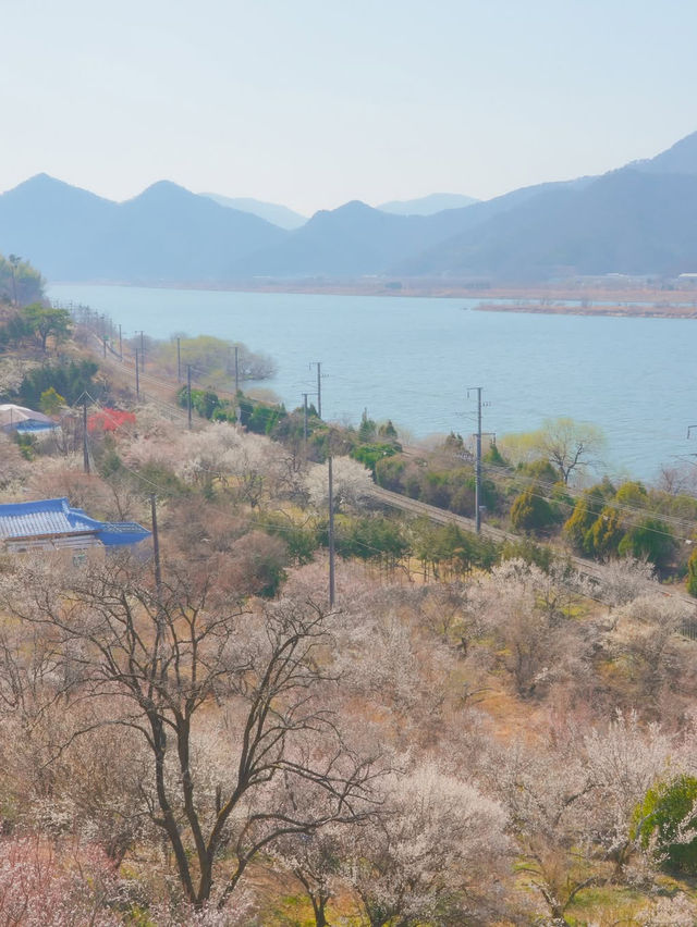 이번주는 매화 밑에서 파전에 막걸리 어때요?🌸🍶