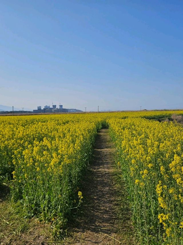 양양 봄날 유채꽃 산책길 추천🌼