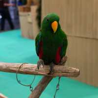 พามาชมงาน Westville Bird Paradise 
