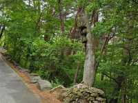 Quiet Trails and Mountain Zen in Jeongseon