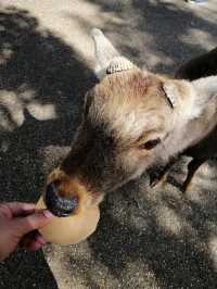 Deerly Beloved: The Day I Was Ambushed by Polite Deer in Nara, Japan
