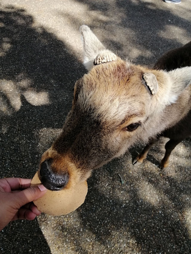 Deerly Beloved: The Day I Was Ambushed by Polite Deer in Nara, Japan