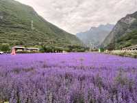   💜 Lavender Fields + Ancient Qiang Vibes at Yangliu Village