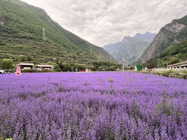   💜 Lavender Fields + Ancient Qiang Vibes at Yangliu Village