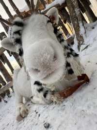 🇨🇳雪岭的冬季 12月的白雪皑皑