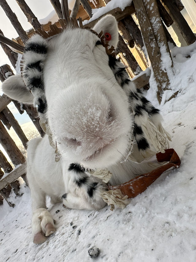 🇨🇳雪岭的冬季 12月的白雪皑皑