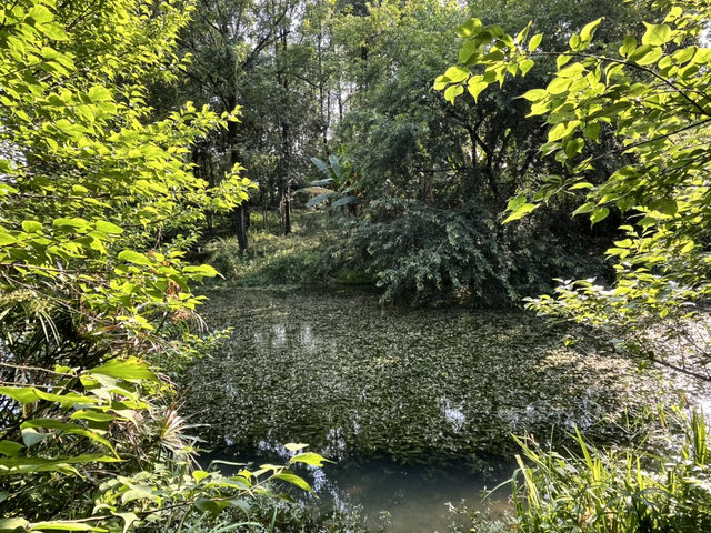 🌿 Huanhuaxi Park – A Calm Escape in the Heart of Chengdu