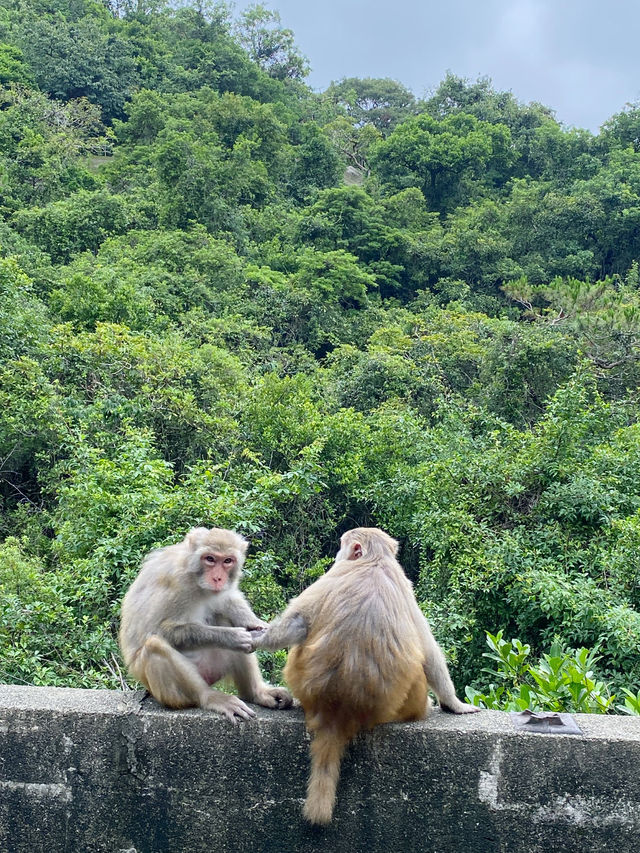 香港｜麥徑六段：馬騮山🐒——城門水塘