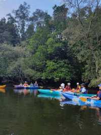 Mangrove Magic: Kayaking the Sepang River 🌿
