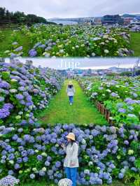 濟州城山日出峰⛰️繡球花盛開💙💜
