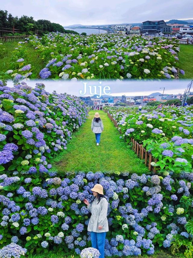 濟州城山日出峰⛰️繡球花盛開💙💜
