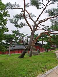 Chanyeonggung and Changdeokgung Palace, Seoul