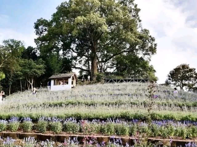 台中新社必去｜薰衣草森林 薰衣草花園｜繡球花、螢火蟲季限定！親子放鬆一日遊首選