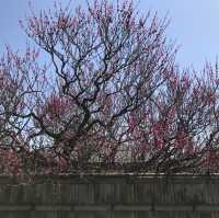 姬路-好古園（建議可以買姬路城套票1050円）