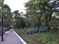 青森五所川原-蘆野公園（繡球花）
