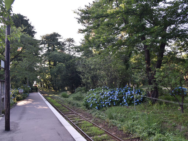 青森五所川原-蘆野公園（繡球花）