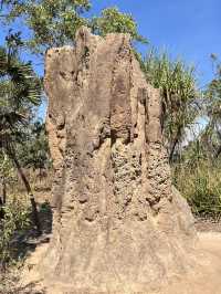 達爾文 🧭走進「白蟻墓園」：Magnetic & Cathedral Termite Mounds