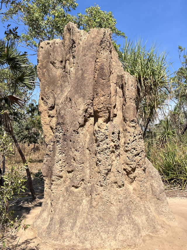 達爾文 🧭走進「白蟻墓園」：Magnetic & Cathedral Termite Mounds