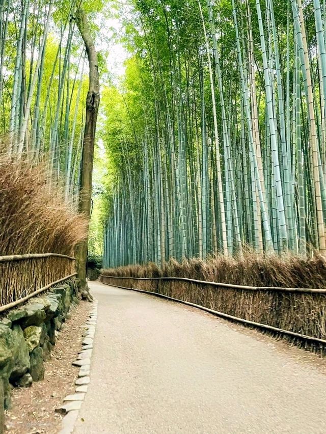 Calm Moments at Arashiyama Bamboo Grove