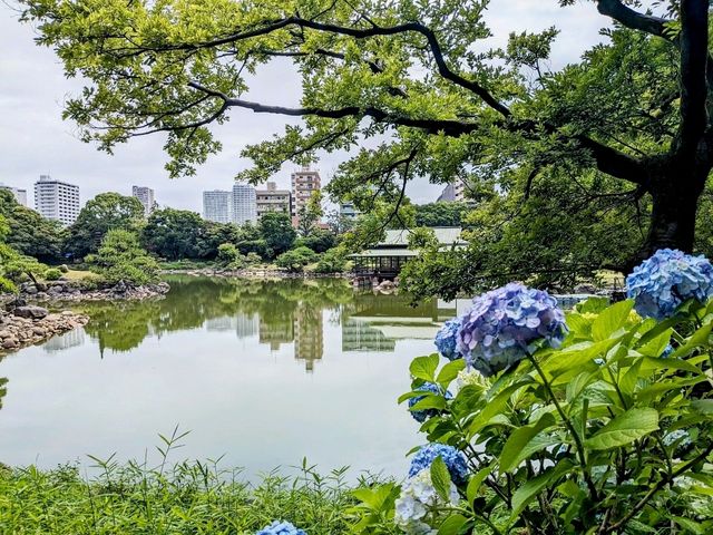 東京 | 清澄庭園賞花，以名石奇岩著稱的日式庭園