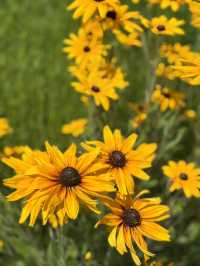 神戶布引草公園：向日葵的夏季花海 🌻🌞