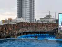 【名古屋港水族館】親子必訪行程推薦｜海豚表演、白鯨、虎鯨一次看