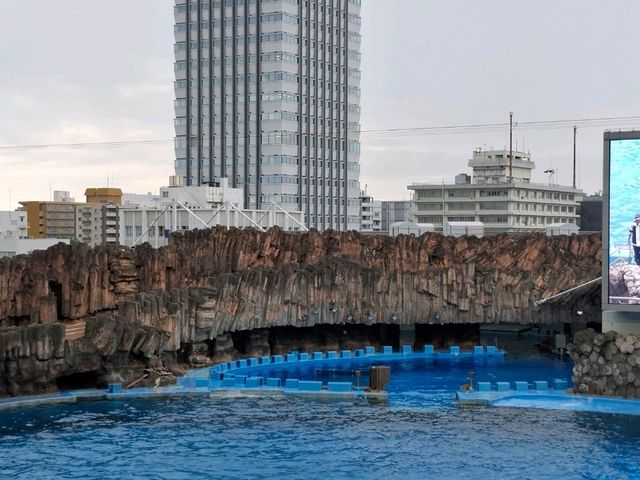 【名古屋港水族館】親子必訪行程推薦｜海豚表演、白鯨、虎鯨一次看