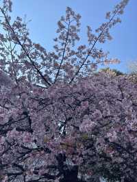 Uneo park -Sakura 🌸