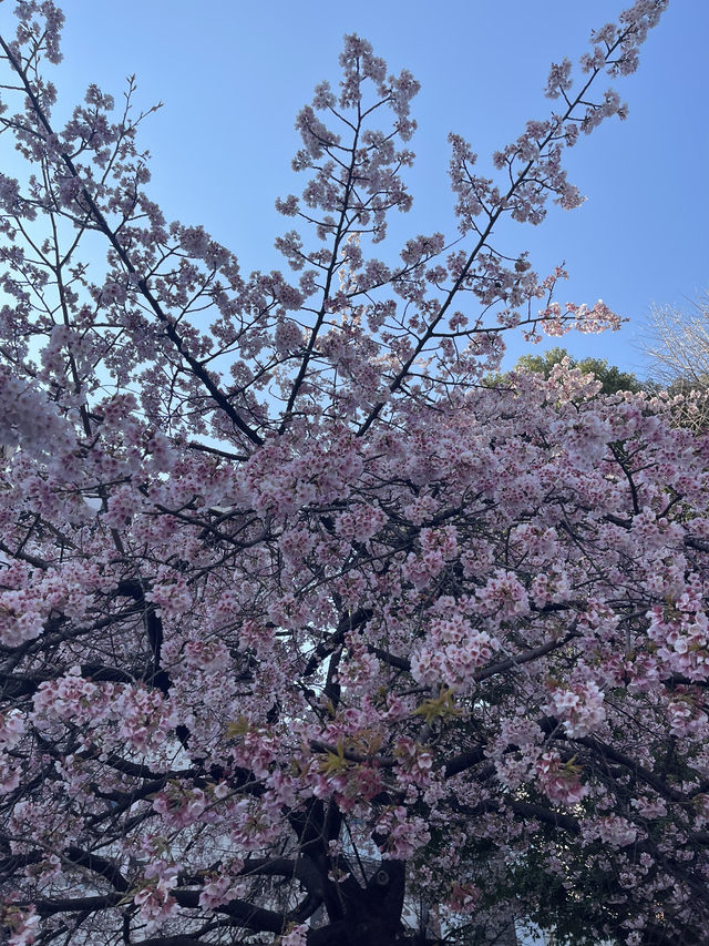 Uneo park -Sakura 🌸