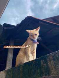 ที่พัก อ.โพธารามจ.ราชบุรี   “กระท่อมสาธุ”
