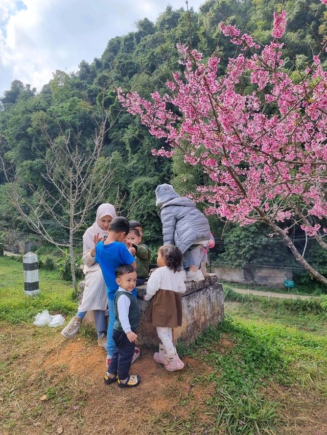 ดอกซารุระเมืองไทย ดอยอ่างขาง จ.เชียงใหม่