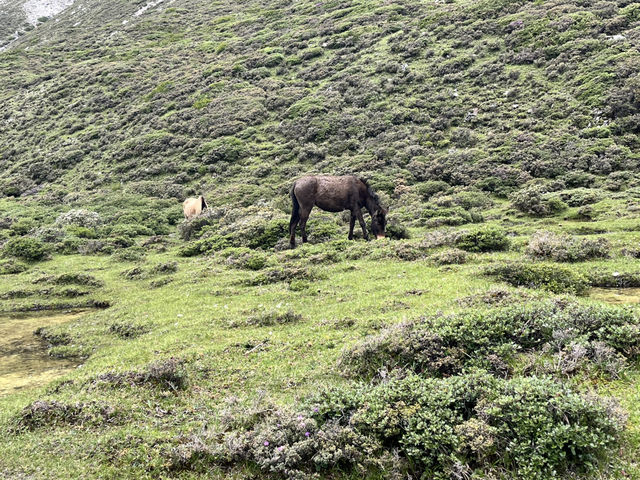 🗻 Surviving Summer in the Sky: My Daocheng Yading Travel Tips! 🗻