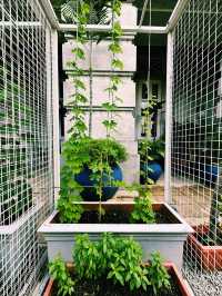 Green Escape in the City – Fullerton Farm & Outdoor Yard