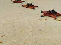 Starfish Everywhere?! Yep, It’s That Magical