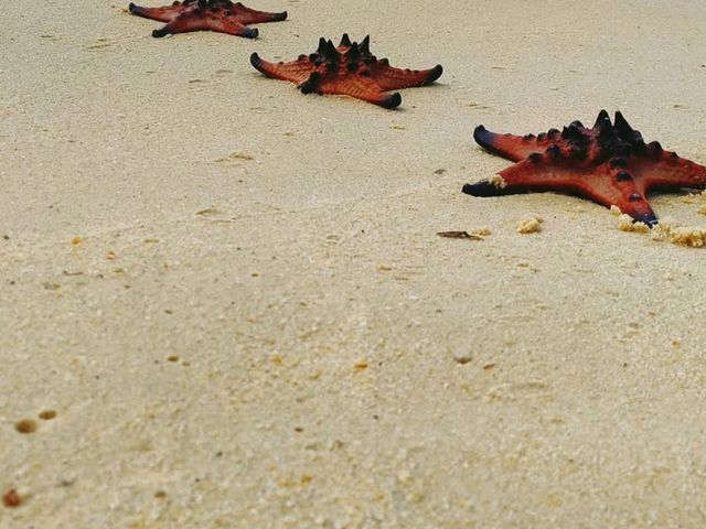 Starfish Everywhere?! Yep, It’s That Magical