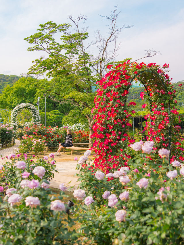 Ashikaga Flower Park สวนดอกไม้ใกล้โตเกียว🌹