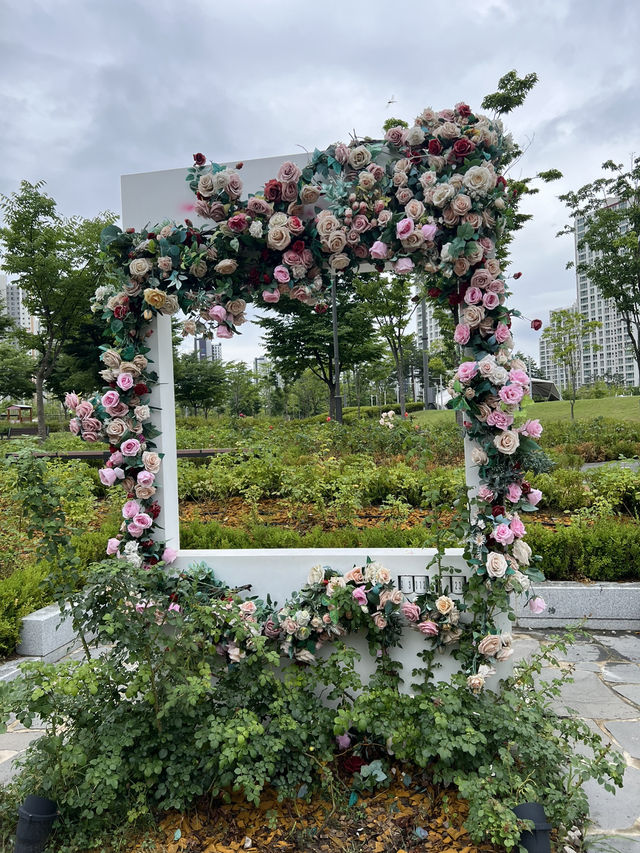 장미는 비록 졌지만, 그래도 예쁜 장미정원