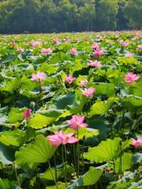 Gushan Park Lotus – Hangzhou’s Summer Watercolor Painting