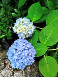 Yongfu Temple's Hydrangeas in Full Bloom