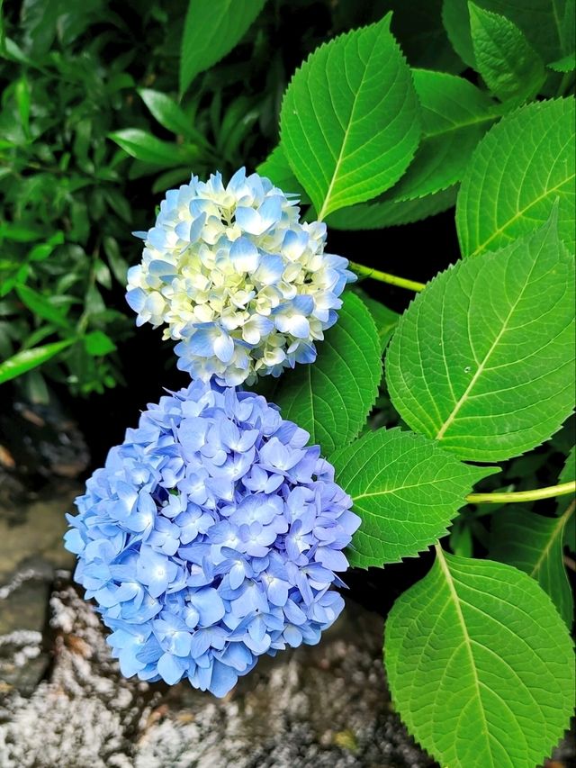 Yongfu Temple's Hydrangeas in Full Bloom