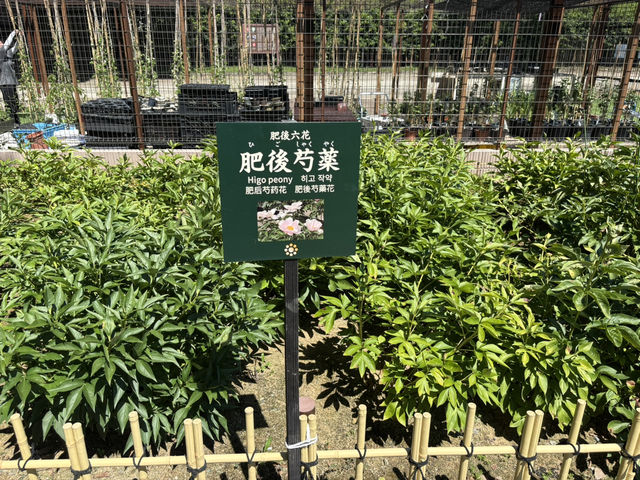 熊本水前寺成趣園-肥後六花