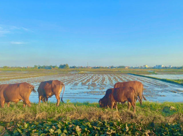 호이안 숙소 추천 – 디스커버리 빌라 🚲+🍃무료 자전거 타고 자연 풍경!