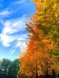 🍁 Maple Avenue at Expo Park – Beijing’s Autumn Must-Visit