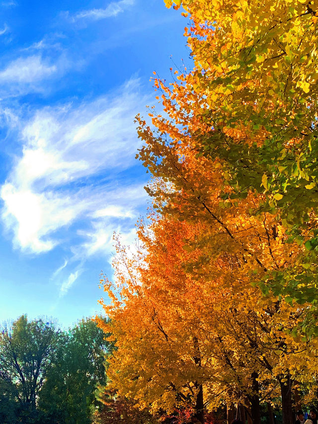 🍁 Maple Avenue at Expo Park – Beijing’s Autumn Must-Visit